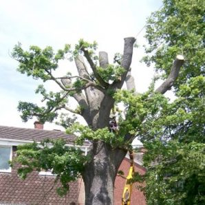 tree-surgery