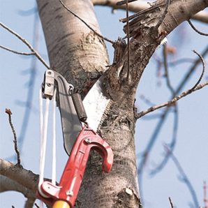 pruning